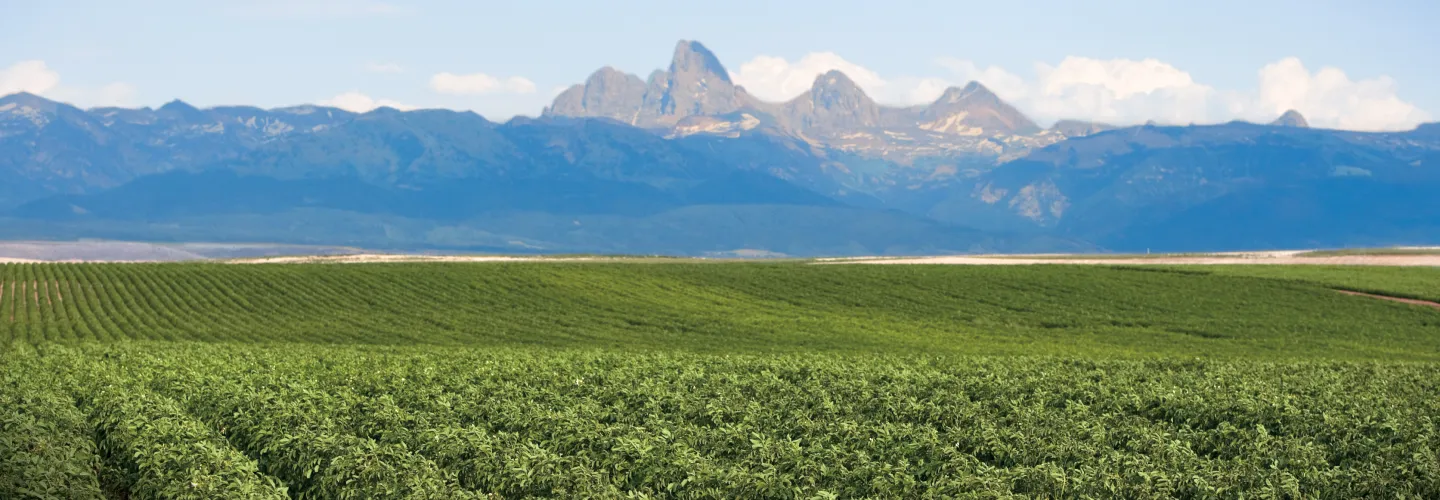 Teton mountains with fields