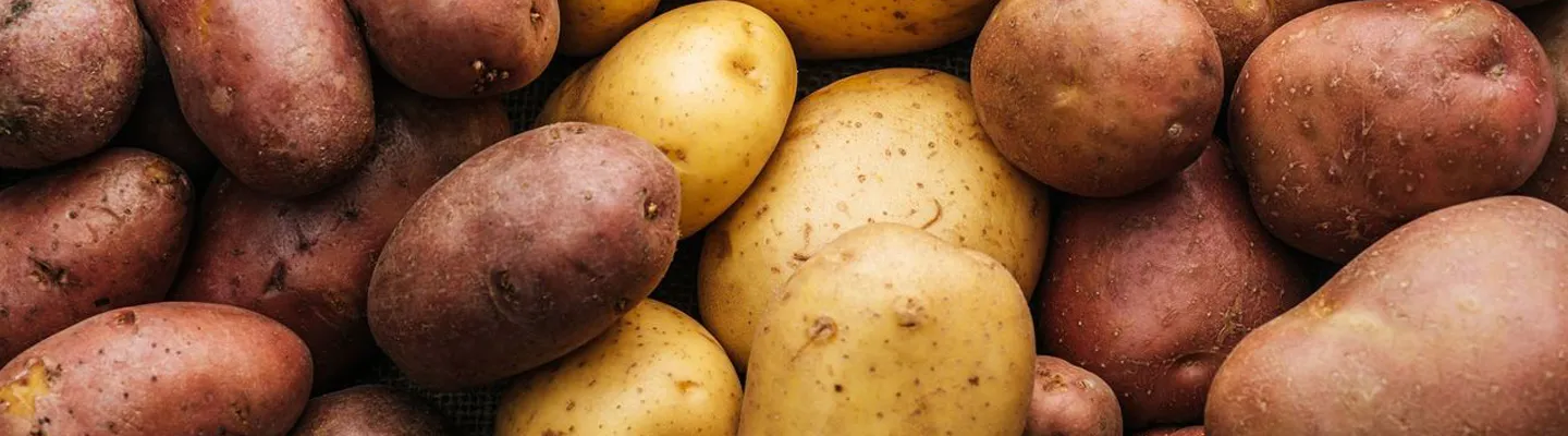 Closeup pile of different potatoes