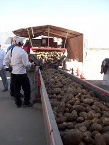 Conveyor-belt-with-potatoes