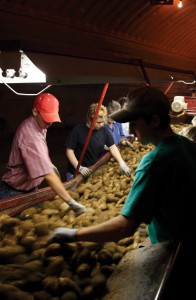 Students helping clear rocks and potato vines on a conveyor belt going into potato storage